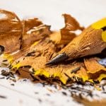 Pencils Up: The Origin and Evolution of the SAT